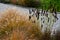 Flowerbeds with ornamental grasses in long lines in autumn with glittering dewdrops on the ears of tufts. in the background the la