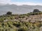 Flowered Almond trees near Beas de Granada , Spain