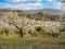 Flowered Almond trees near Beas de Granada , Spain