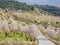 Flowered Almond trees near Beas de Granada , Spain