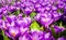 Flowered background of purple tulips