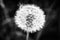 Flowered dandelion