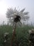 Flowered dandelion flower in the morning dew,