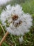 Flowered dandelion flower in the morning dew,