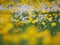 Flowered dandelion meadow