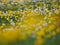 Flowered dandelion meadow