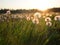 Flowered dandelion meadow in sunset light