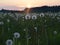 Flowered dandelion meadow in sunset light