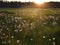 Flowered dandelion meadow in sunset light