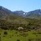 Flowered fruit tree in the mountains surrounded by horses and cows