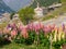 Flowered landscape in the Alps