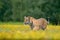 Flowered meadow with danger animal. Wildlife Russia. Summer with tiger. Animal walking in bloom. Tiger with yellow flowers. Siberi