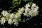 Flowered mock-orange (Philadelphus)