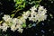 Flowered mock-orange (Philadelphus)