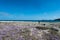 Flowered path near the beach