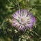 Flowered Thistle