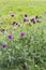 Flowered Thistle beaked lat. Carduus uncinatus Bieb.