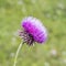 Flowered Thistle beaked lat. Carduus uncinatus Bieb.