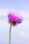 Flowered Thistle beaked lat. Carduus uncinatus Bieb.