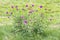 Flowered Thistle beaked lat. Carduus uncinatus Bieb.