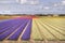 Flowerfields in Holland