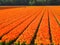 Flowerfields in various colors in The Netherlands