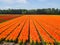 Flowerfields in various colors in The Netherlands