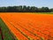 Flowerfields in various colors in The Netherlands