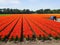 Flowerfields in various colors in The Netherlands