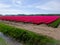 Flowerfields in various colors in The Netherlands