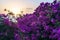 Flowerful big purple bougainvillea plant tree at sundown sunset