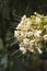 Flowerhead of a clerodendrum floribundum