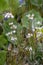 Flowerhead of a Common Yarrow blooming in the Dolomites