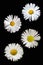 The flowerhead of four daisy flowers isolated on a black background