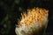 Flowerhead of Haemanthus albiflos against the background of a dirty window