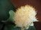 Flowerhead of the houseplant Paint Brush