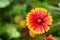 Flowerhead of pink and yellow Gazania rigens with the copy space