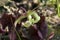 Flowerhead of Sarracenia purpurea plant after petals fell off