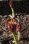 Flowerhead of a Scadoxus puniceus or Paintbrush lily