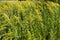 Flowerheads of Canadian goldenrod held above the foliage