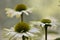 Flowerheads of Echinacea purpurea, white strain