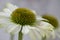 Flowerheads of Echinacea purpurea, white strain