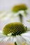 Flowerheads of Echinacea purpurea, white strain