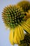 Flowerheads of Echinacea purpurea, yellow strain