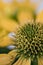 Flowerheads of Echinacea purpurea, yellow strain