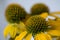 Flowerheads of Echinacea purpurea, yellow strain