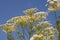 Flowerheads and stems of ammi majus against blue sky