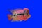 Flowerhorn cichlid or cichlasoma fish