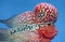 Flowerhorn Cichlid Colorful fish swimming in fish tank.