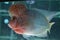 Flowerhorn Cichlid Colorful fish swimming in fish tank